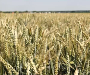 mieszanka Top Pszenice Top Farms