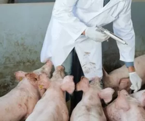 Zapalenie pęcherza u&nbsp;trzody chlewnej