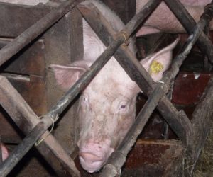 Normy żywienia świń – zalecane dawki pokarmowe