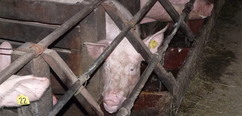 Normy żywienia świń – zalecane dawki pokarmowe