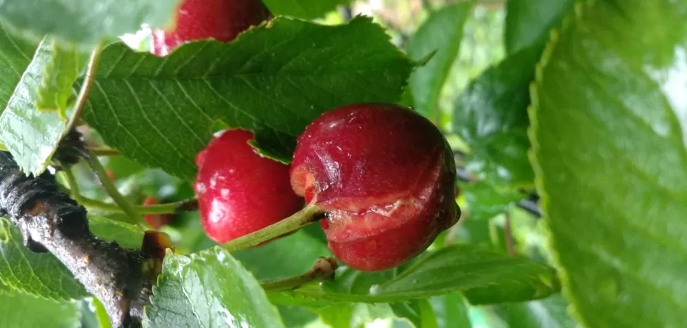 Pękanie owoców czereśni –  obfite opady deszczu utrudniają sytuację. Jak minimalizować uszkodzenia?