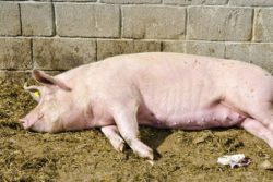 Przyczyny stresu prowadzą do kanibalizmu u świń 