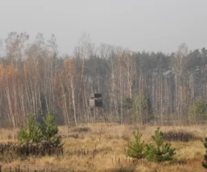 Zalesianie ugorów szansą na ekstra gotówkę dla gospodarstwa