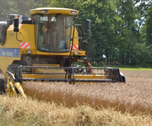 Tegoroczne plony zbóż dają powody do zadowolenia, chociaż mogły być wyższe