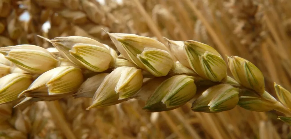 Cena pszenicy 2020 w skupie – wyższa niż 700 zł?
