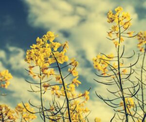 Cena za rzepak 2020 pod koniec sierpnia – nadal wyraźny spadek?