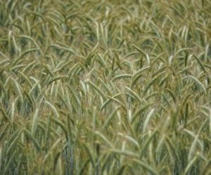 Cena skupu pszenżyta na początku sierpnia