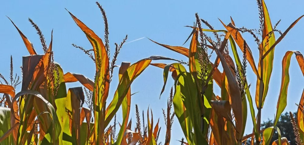 Plantacje kukurydzy zagrożone przez coraz większy niedobór wody!