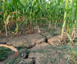 Susza rolnicza 2020 w&nbsp;kukurydzy i&nbsp;w&nbsp;11 województwach!