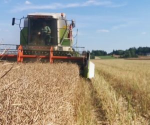 Żniwa rzepakowe na finiszu. Ile kosztuje tona rzepaku?