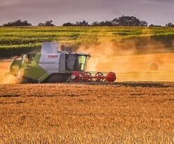 ceny skupu zbóż i rzepaku