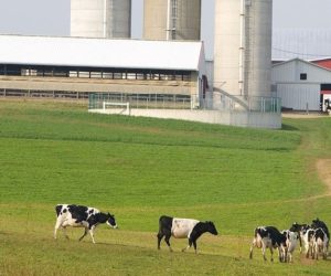 Cena mleka w skupie 2020 i notowania artykułów mleczarskich