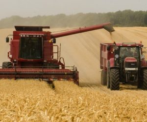 Żniwa 2020 w&nbsp;Polsce. Jak sypie pszenica i&nbsp;jakie są ceny?