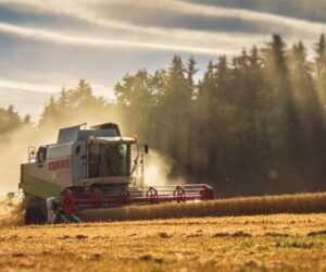 Żniwa w&nbsp;Polsce. Jakie ceny ziarna?