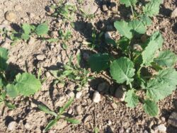 chwasty dwuliscienne w rzepaku