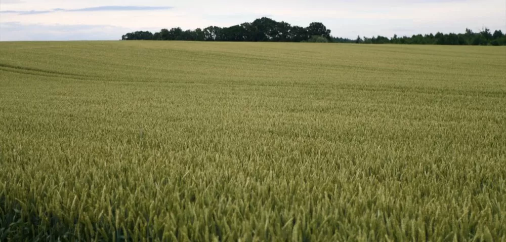 Czy w tym roku warto postawić na kwalifikowane nasiona?