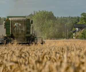 Czym powinna charakteryzować się dobra odmiana pszenicy ozimej?