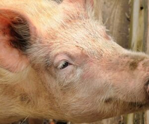 Cena żywca wieprzowego 2020 – prognozy. Czego się spodziewać?