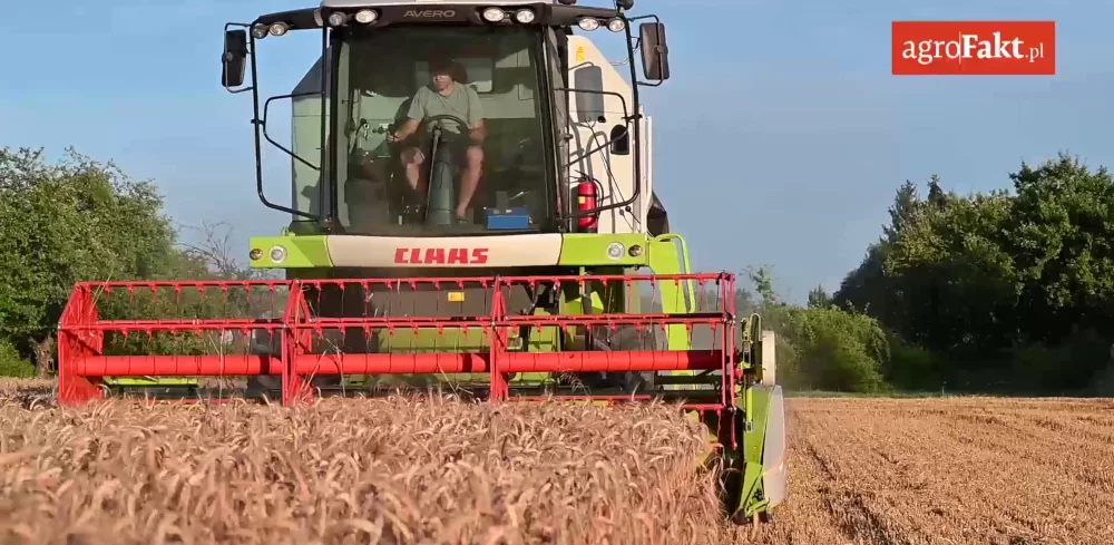 Zbiory zbóż w Polsce 2020 na finiszu. Podsumowanie żniw