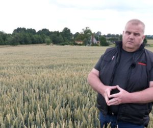 Odmiany pszenicy ozimej – Golden Seeds poleca!