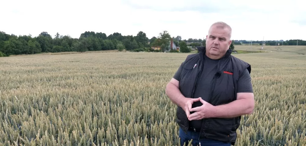 Odmiany pszenicy ozimej – Golden Seeds poleca!