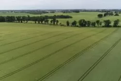 Zboże pod materiał siewny