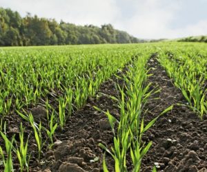 Zaprawa nasienna do zbóż, czyli jak chronić uprawy już od siewu?