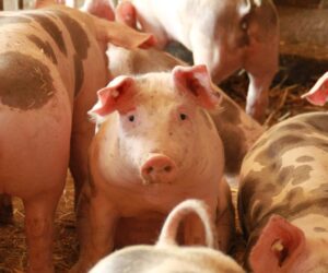 ASF powróciło do Wielkopolski