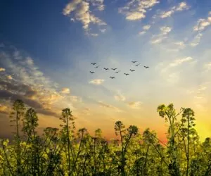 Cena rzepaku w&nbsp;skupie pod koniec września