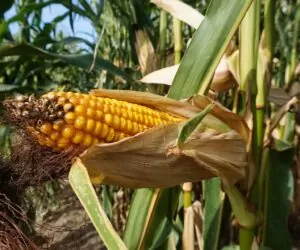 Cena skupu kukurydzy 2020