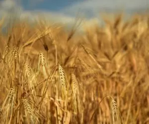 Cena za jęczmień 2020 pod koniec września