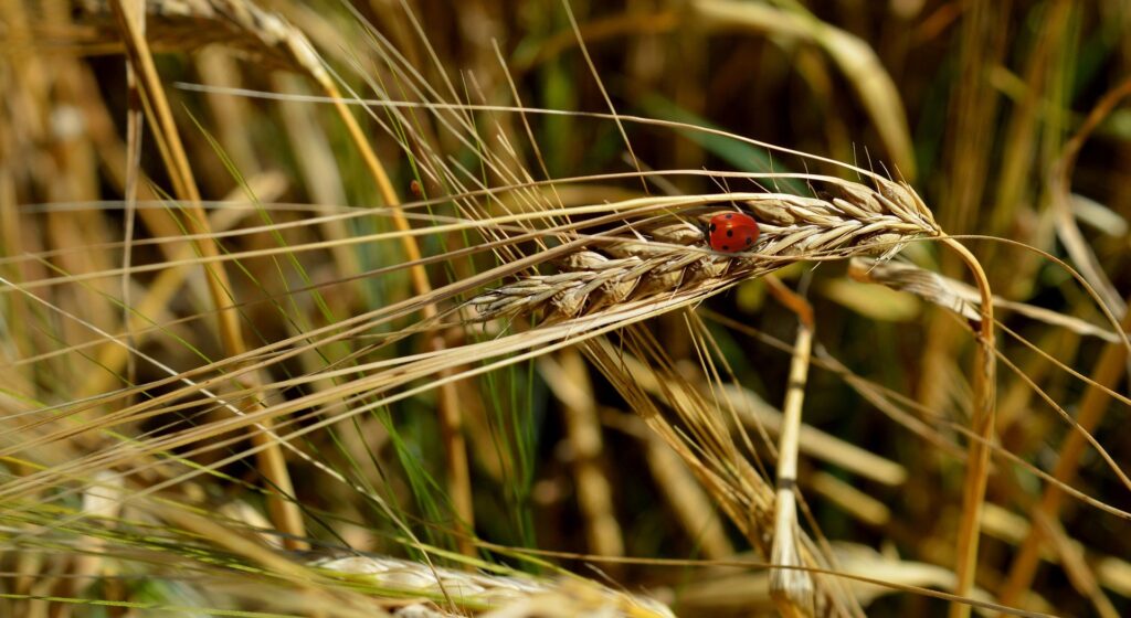 Aktualności rolnicze- Cena żyta pod koniec września