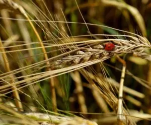 Cena żyta pod koniec września
