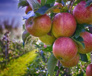 Jabłka coraz tańsze – jakie są ekonomiczne powody?