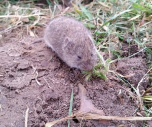 Zapobieganie i&nbsp;zwalczanie gryzoni – co proponuje resort rolnictwa?