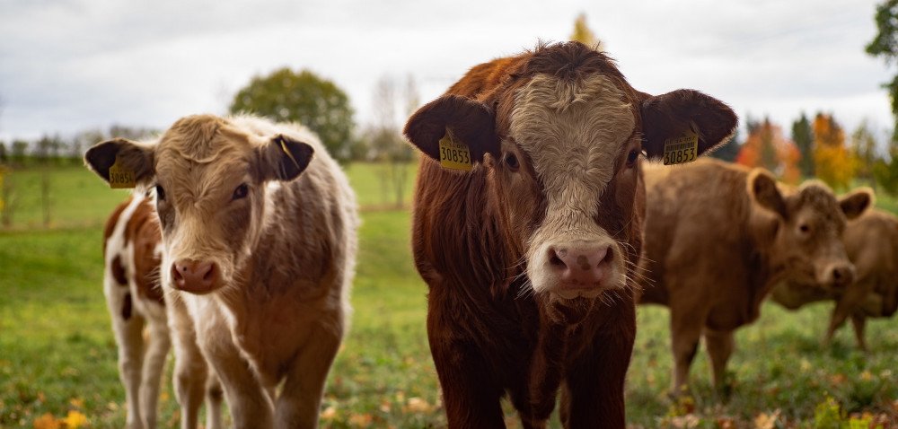 Choroby pasożytnicze u bydła, nie tylko opasowego