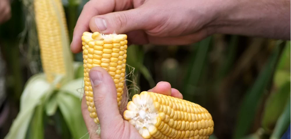 Jakie odmiany kukurydzy na kiszonkę wybrać? [WIDEO]