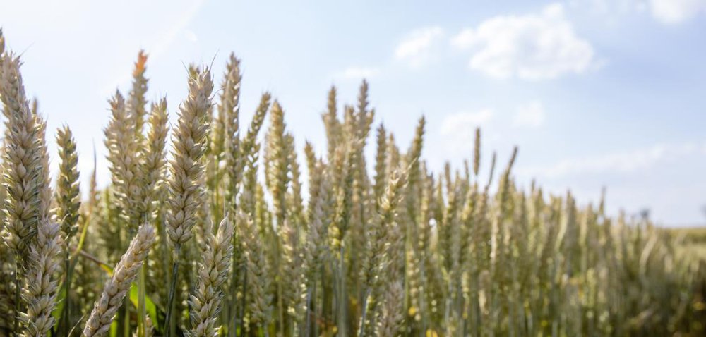 Jak zwiększyć plon pszenicy przy obniżeniu normy siewu? Sprawdź!