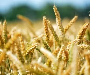 Cena pszenicy w&nbsp;skupie rośnie