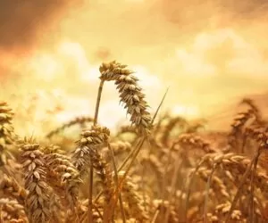 Ceny pszenicy 2020 na początku października