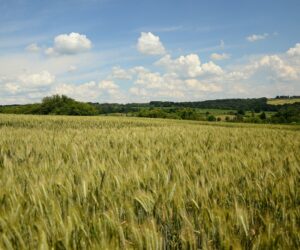 Ceny pszenżyta 2020 pod koniec października