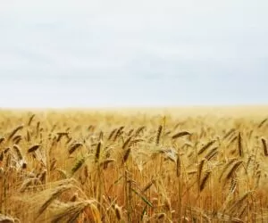 Ceny żyta 2020 na początku października