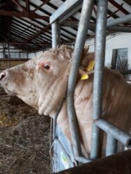 byk Charolaise w poskromie