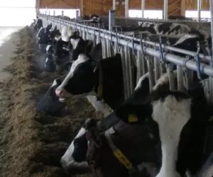 Behawior krów – To trzeba wiedzieć