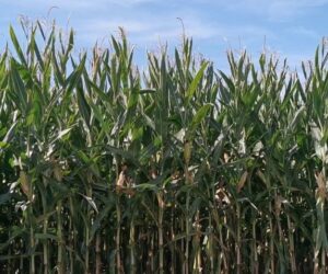 Zbiór kukurydzy na kiszonkę. Jak przebiegają żniwa?