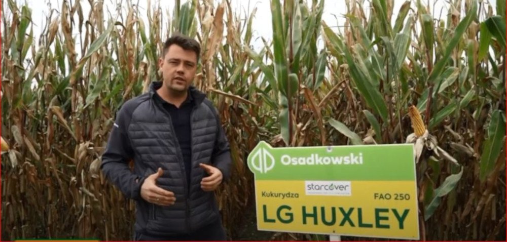 Kukurydza LG Huxley ‒ czym się wyróżnia ten nowoczesny mieszaniec?