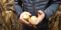 kukurydza na ziarno