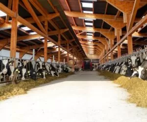 Mycie pomieszczeń inwentarskich, czyli obora na wysoki połysk