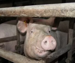 Cynk w&nbsp;żywieniu świń