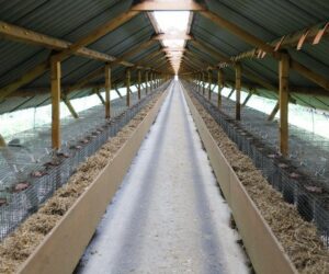 Koronawirus u norek w Polsce – Pierwsze przypadki zakażenia